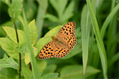 Argynnis vorax