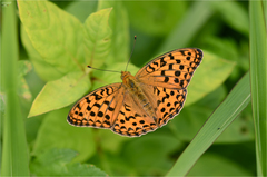 Argynnis vorax