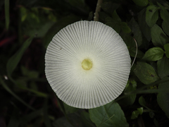 Leucocoprinus fragilissimus