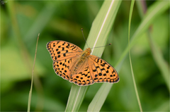 Argynnis vorax
