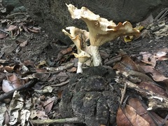 Pleurotus tuber-regium