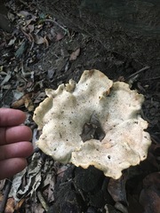 Pleurotus tuber-regium