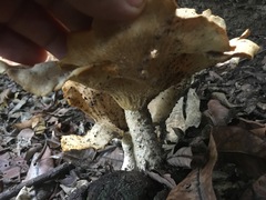 Pleurotus tuber-regium