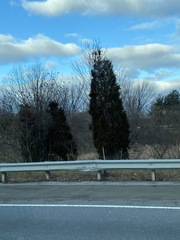 Juniperus virginiana virginiana