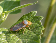 Oncometopia hamiltoni