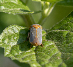 Oncometopia hamiltoni