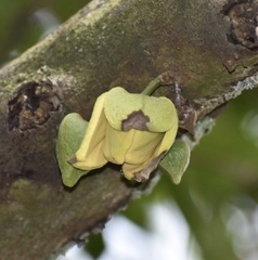 Annona muricata