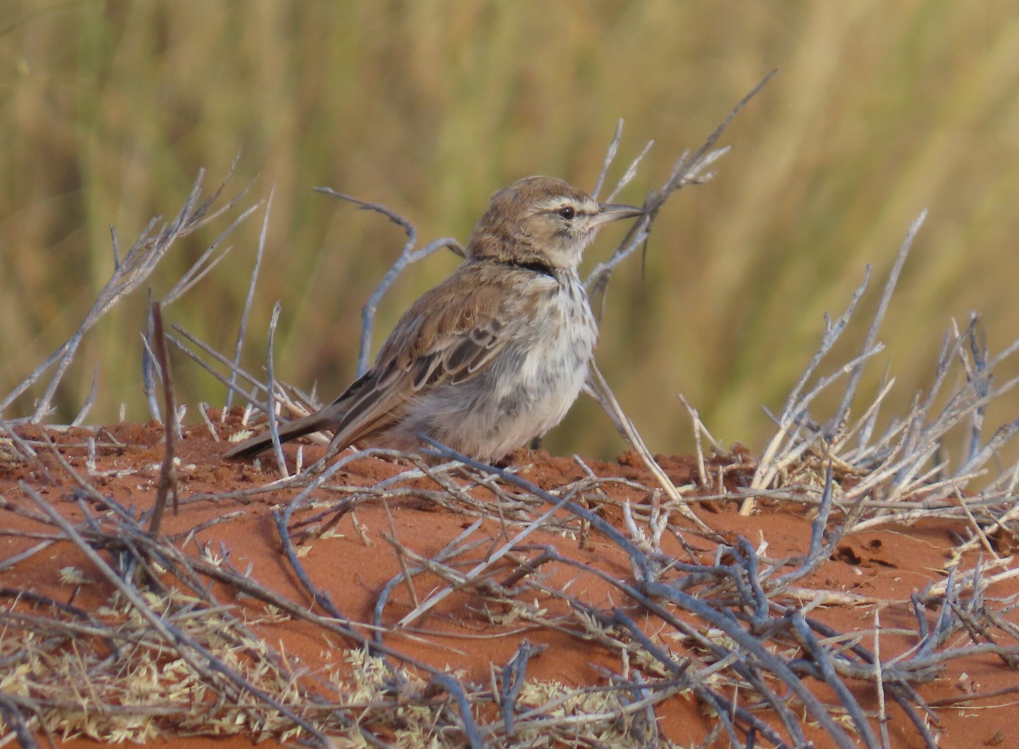 Dune Lark (Calendulauda erythrochlamys), photo 3