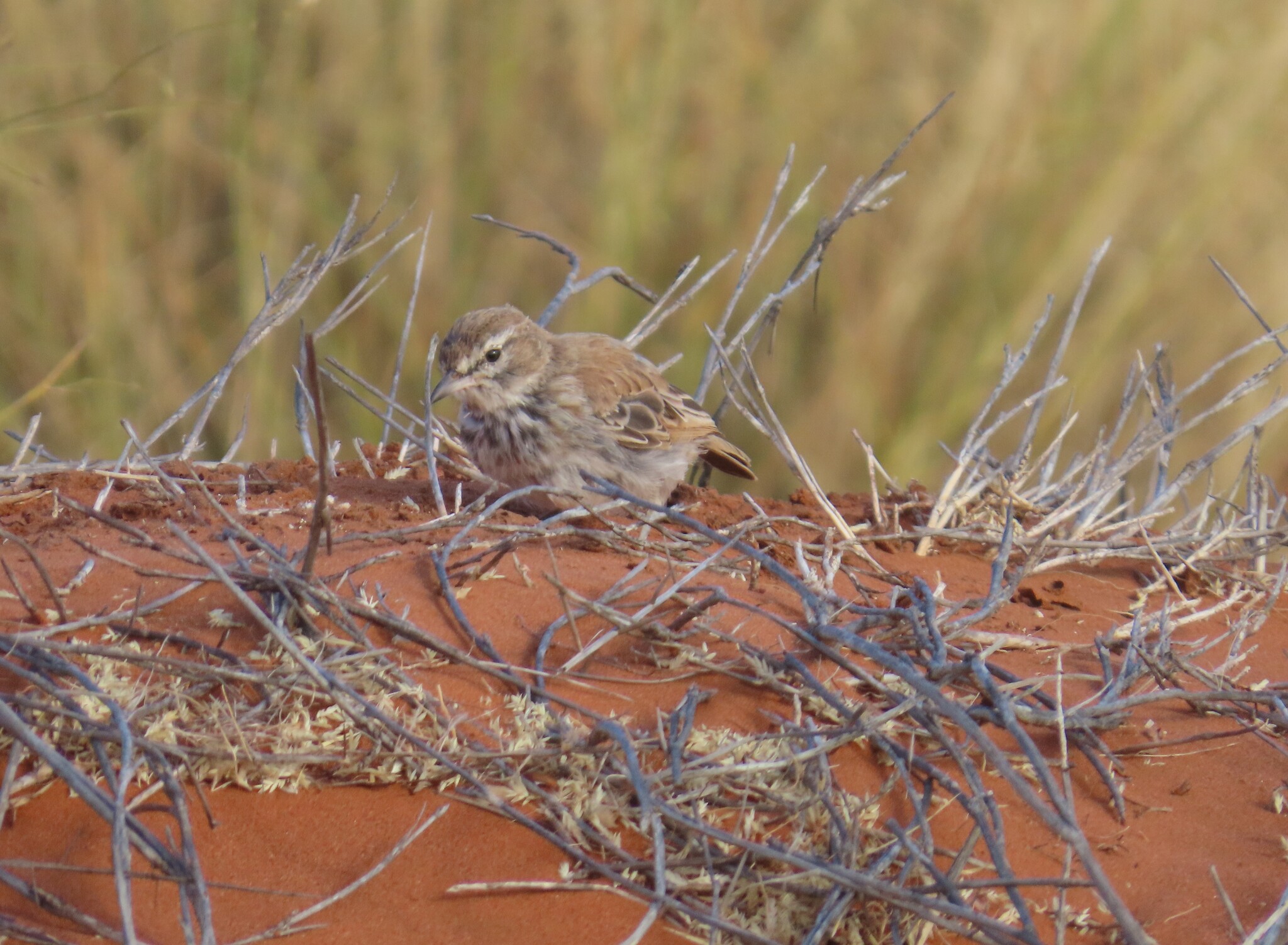 Dune Lark (Calendulauda erythrochlamys), photo 4