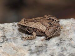 East Asian Ornate Chorus Frog photo 3