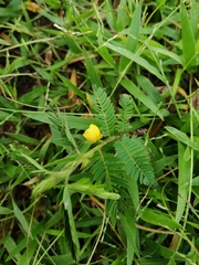 Chamaecrista nictitans aspera