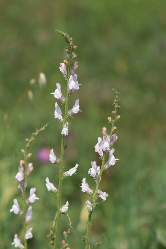 Antirrhinum controversum Pau