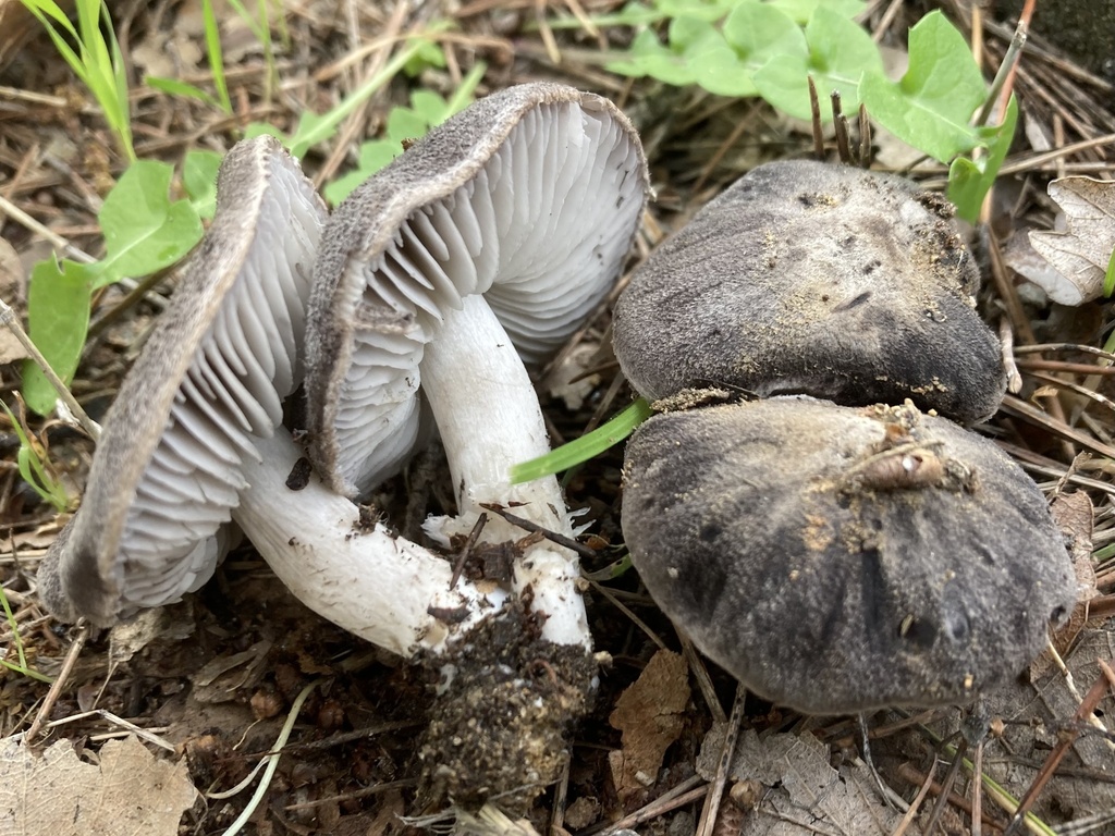 Tricholoma terreum · December 2025 · photo: © lucian_clanet (iNaturalist, cc-by)