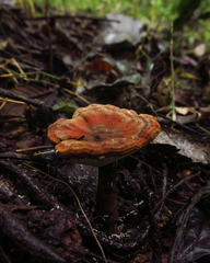 Fungi
