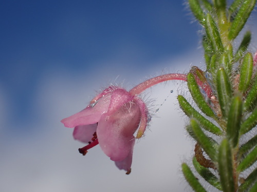 Feathery Heath (Erica amoena)