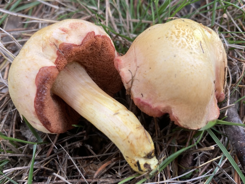 Chalciporus amarellus