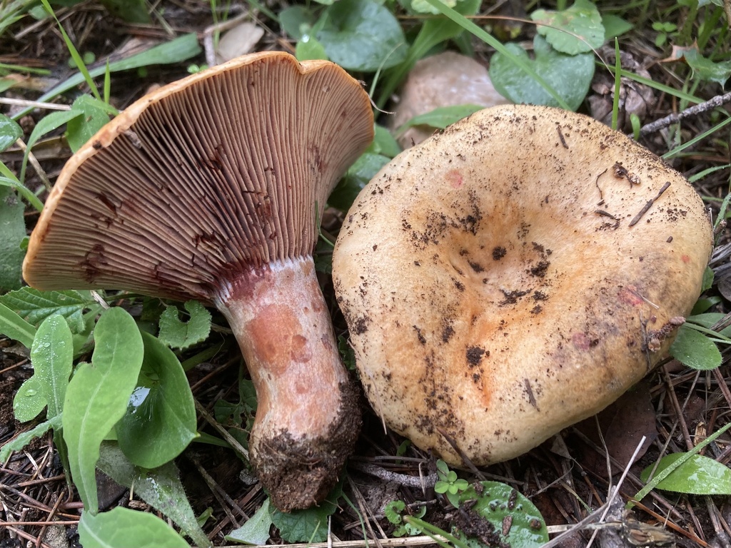 Lactarius sanguifluus