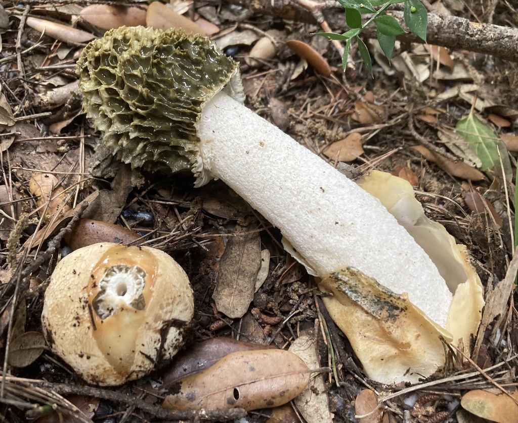 Phallus impudicus · December 2025 · photo: © lucian_clanet (iNaturalist, cc-by)