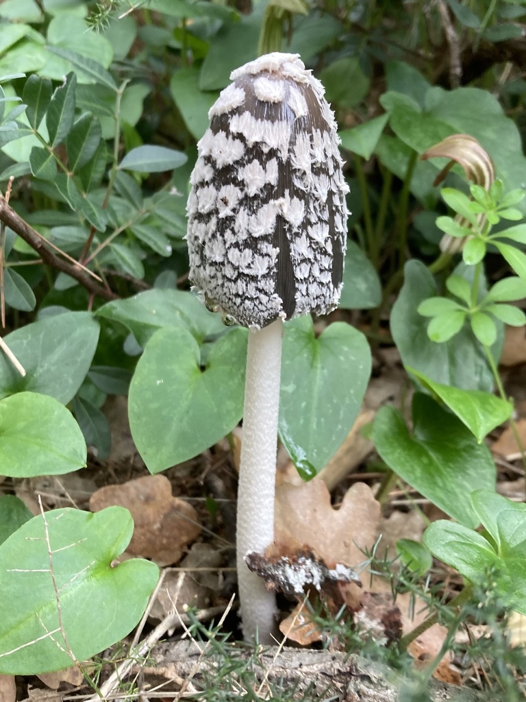 Coprinopsis picacea · December 2025 · photo: © lucian_clanet (iNaturalist, cc-by)