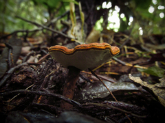 Fungi