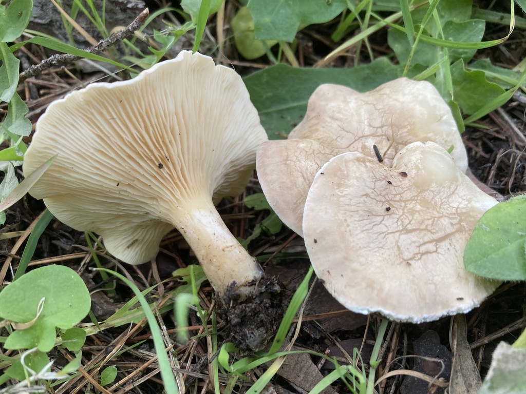 Collybia rivulosa · December 2025 · photo: © lucian_clanet (iNaturalist, cc-by)