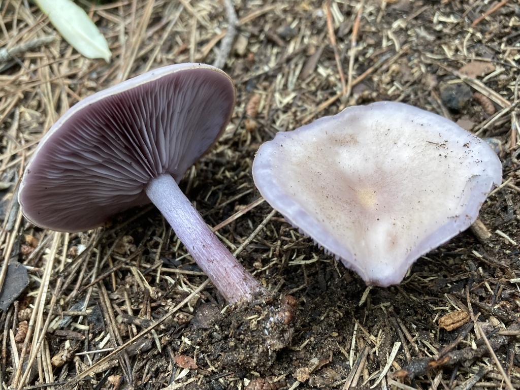 Collybia sordida · December 2025 · photo: © lucian_clanet (iNaturalist, cc-by)