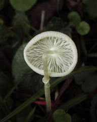 Leucocoprinus fragilissimus