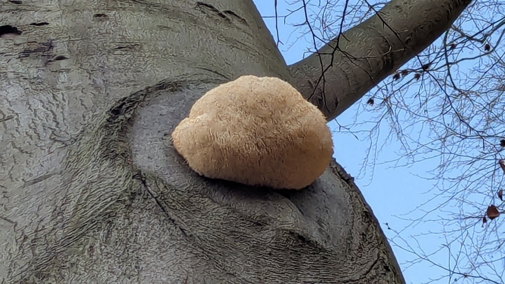 Hericium erinaceus · December 2025 · photo: © rudolphous (iNaturalist, cc-by)