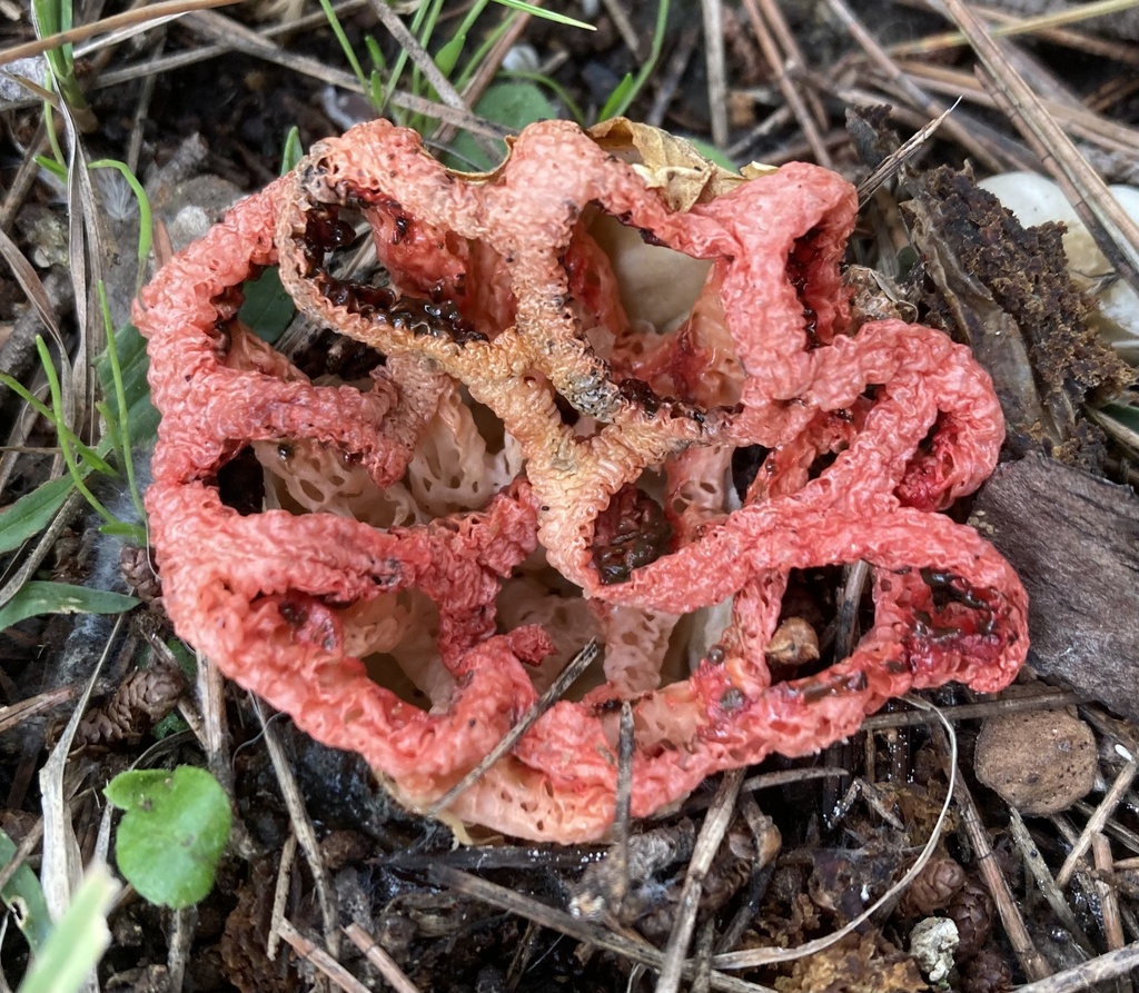Clathrus ruber · December 2025 · photo: © lucian_clanet (iNaturalist, cc-by)