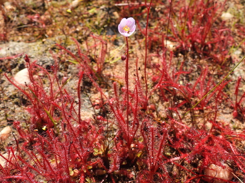 Drosera alba