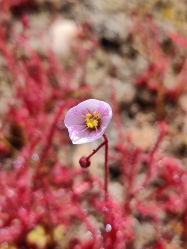 Drosera alba