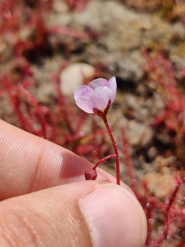 Drosera alba