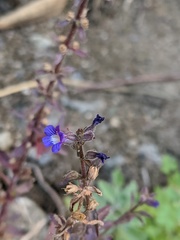 Stemodia durantifolia