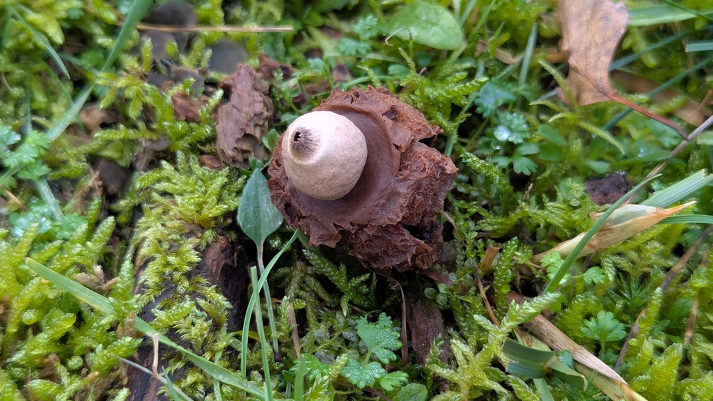 Geastrum michelianum · December 2025 · photo: © rudolphous (iNaturalist, cc-by)