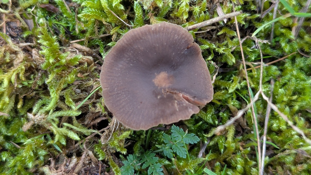 Entoloma sericeum · December 2025 · photo: © rudolphous (iNaturalist, cc-by)