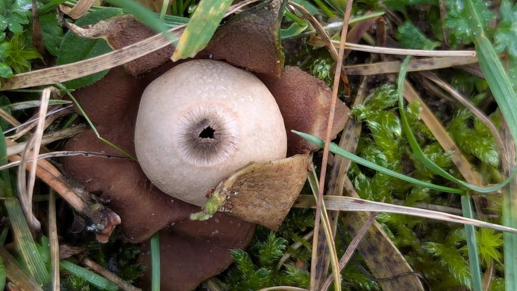 Geastrum michelianum · December 2025 · photo: © rudolphous (iNaturalist, cc-by)