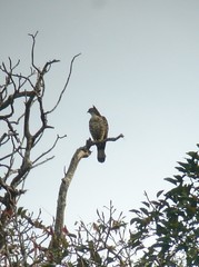 Pernis ptilorhynchus torquatus