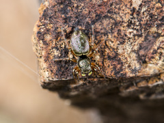 Heliophanus wesolowskae