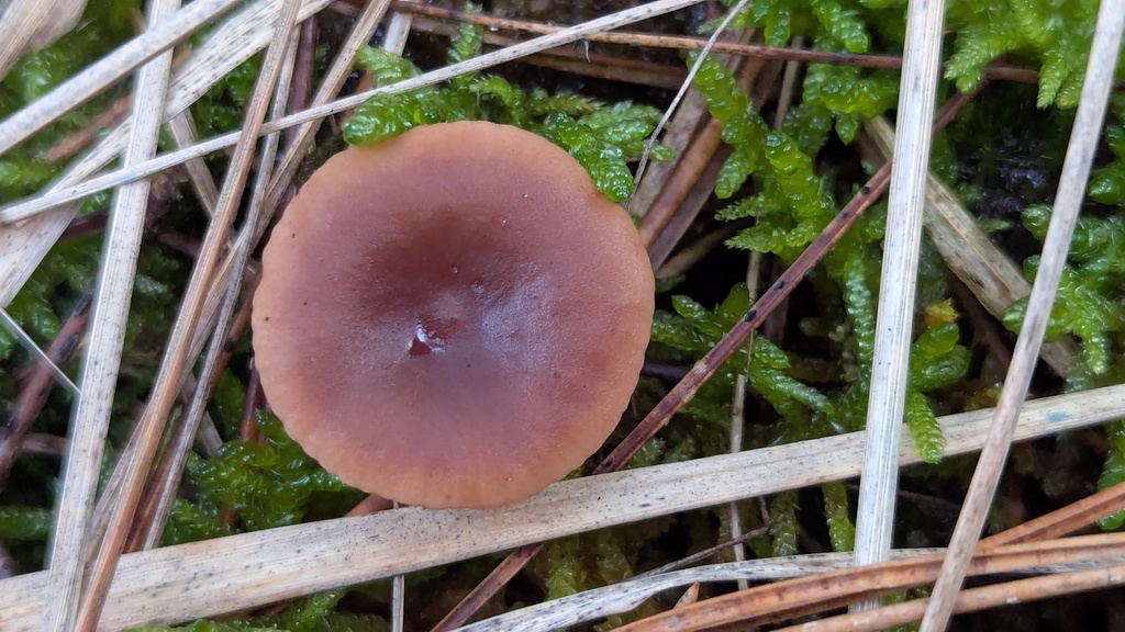 Lactarius hepaticus