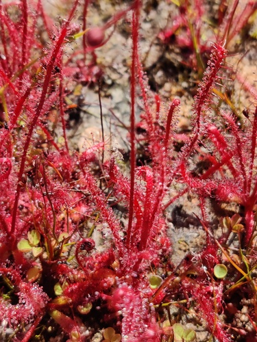 Drosera alba