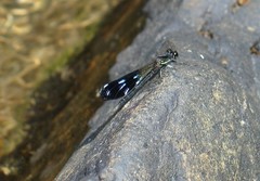 Aristocypha fenestrella