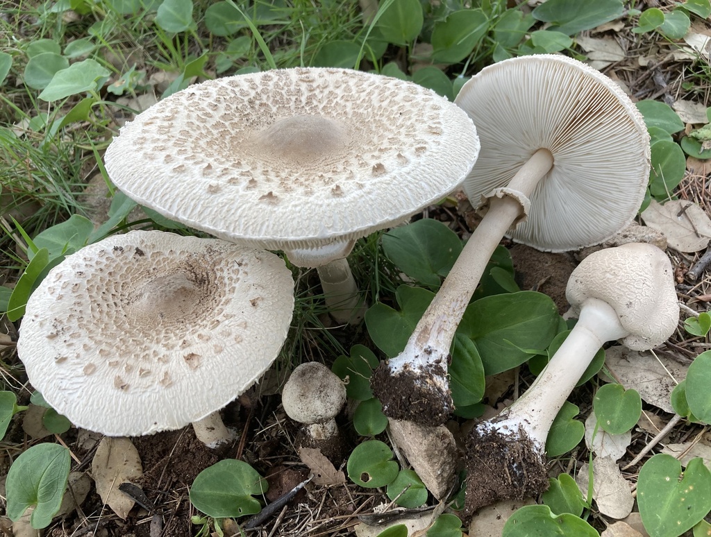 Macrolepiota mastoidea · December 2025 · photo: © lucian_clanet (iNaturalist, cc-by)