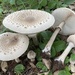 Turnabacağı mantarı (Macrolepiota mastoidea)