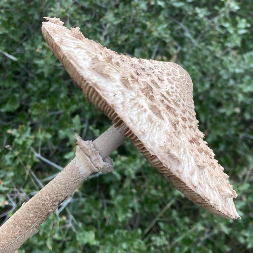 Macrolepiota procera · December 2025 · photo: © lucian_clanet (iNaturalist, cc-by)