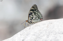 Sasakia charonda