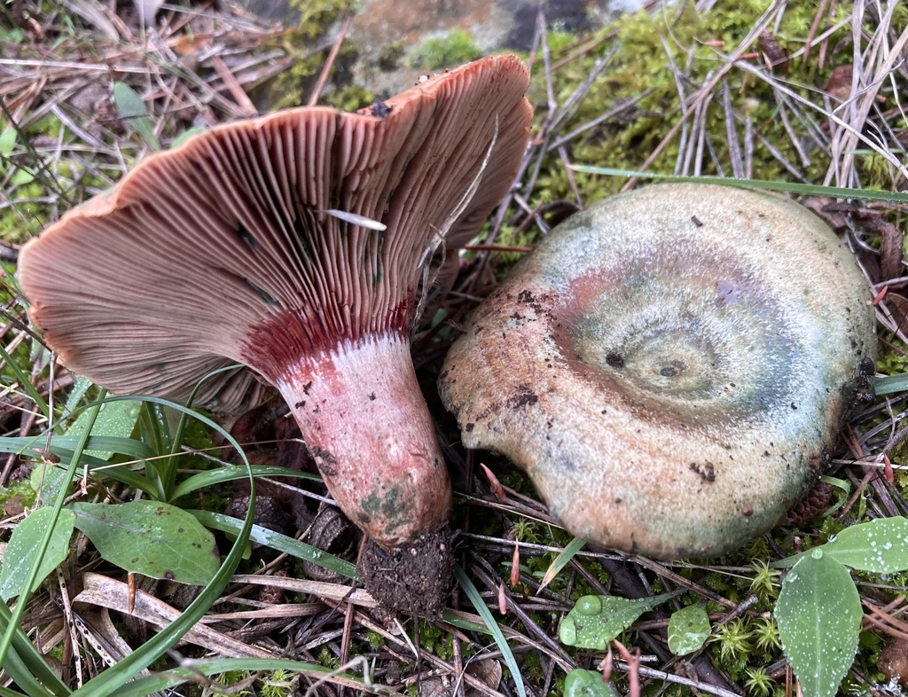 Lactarius vinosus