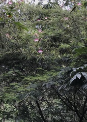 Calliandra pittieri