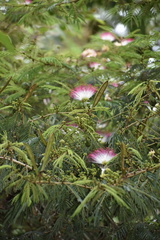 Calliandra pittieri