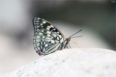 Sasakia charonda