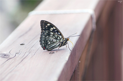 Sasakia charonda